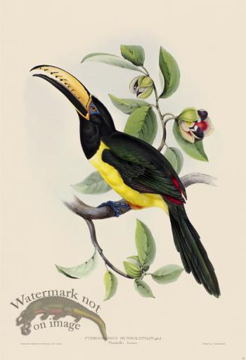 Humboldt's Aracari